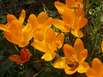 Krokus