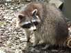 Waschbär