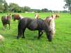 Ponys 2