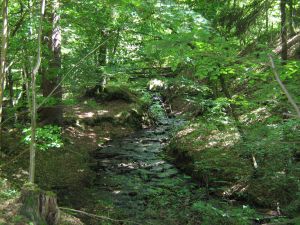 Bach in einem Wald