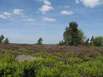 Hochheide im Naturpark Rothaargebirge