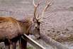 Wild- und Freizeitpark Willingen