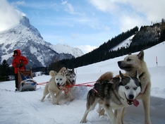 mit Schlittenhunde