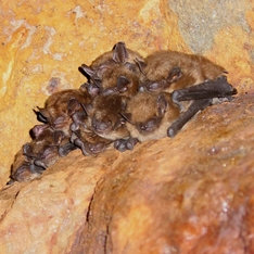 Fledermäuse