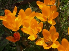 Krokus
