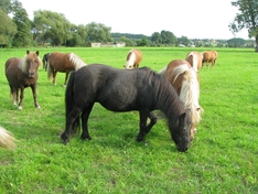 Ponys 2