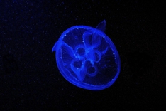 d100_0018