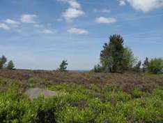 Hochheide im Naturpark Rothaargebirge