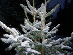 Weihnachtsbaumschlagen im Sauerland