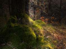 Naturspektakel Arnsberger Wald