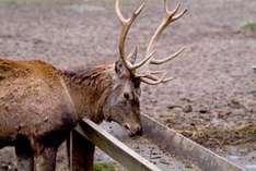 Wild- und Freizeitpark Willingen