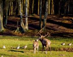 Hirsche auf freier Wildbahn