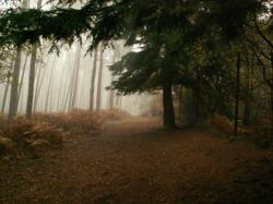 Nebel im Sauerland