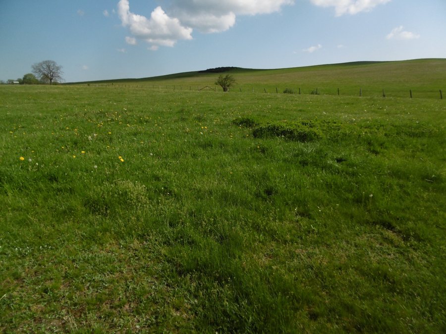 Grüne Wiesen zwischen Hallenberg und Braunshausen