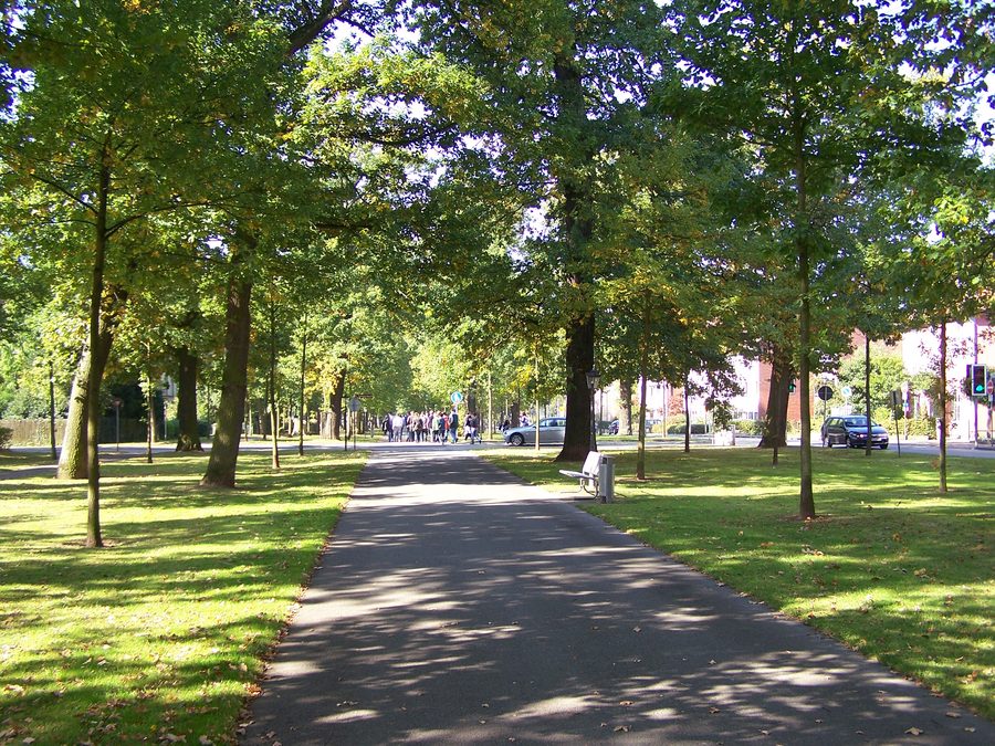 Große Allee mit alten Eichen in Bad Arolsen