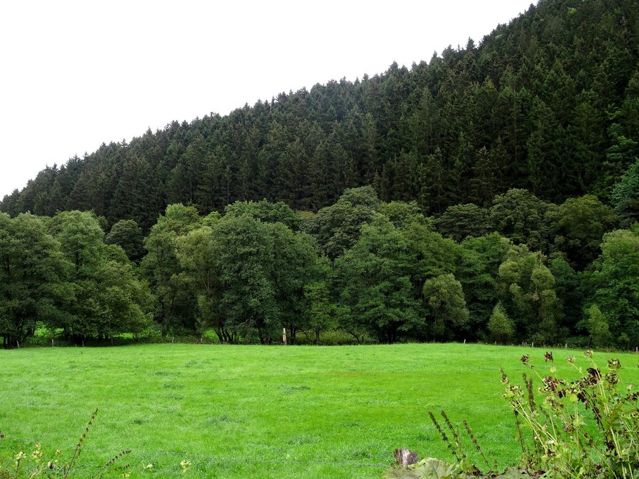 Mündung der Helle in die Orke im Naturschutzgebiet Unteres Helletal