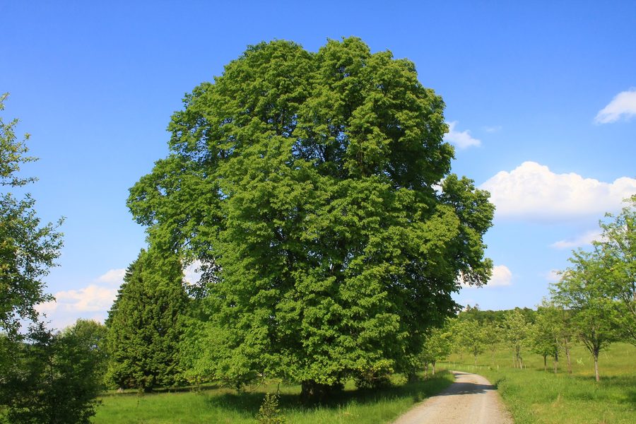 Großblättrige Linde im Nationalpark Kellerwald-Edersee bei Frankenau-Altenlotheim