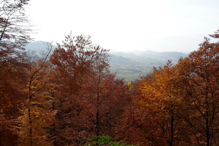 Herbstwald im Landschaftsschutzgebiet Hoppecke-Diemel-Bergland bei Brilon