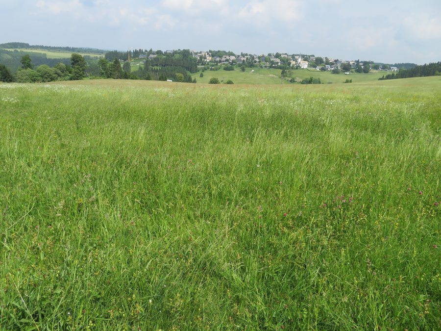 Bergwiesen bei Neuastenberg mit dem Ort Neuastenberg im Hintergrund