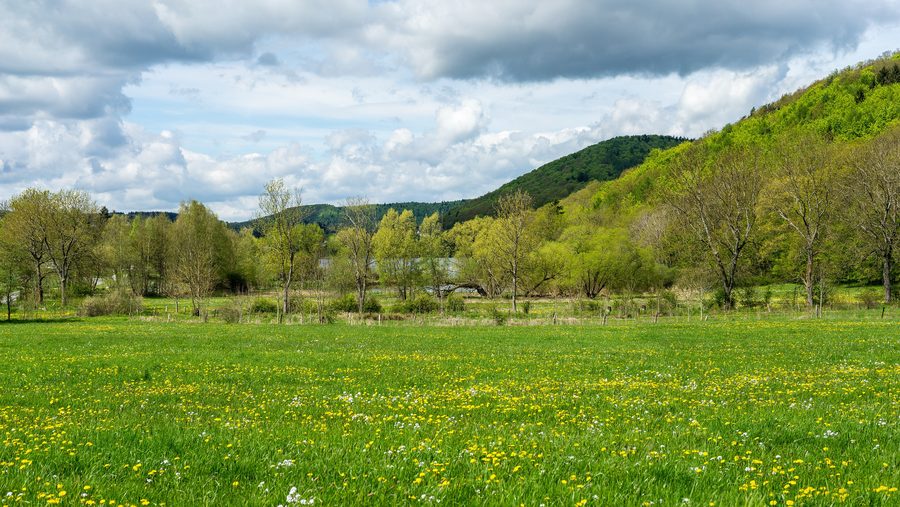 Bewaldete Landschaft am Edersee im Naturpark Kellerwald-Edersee