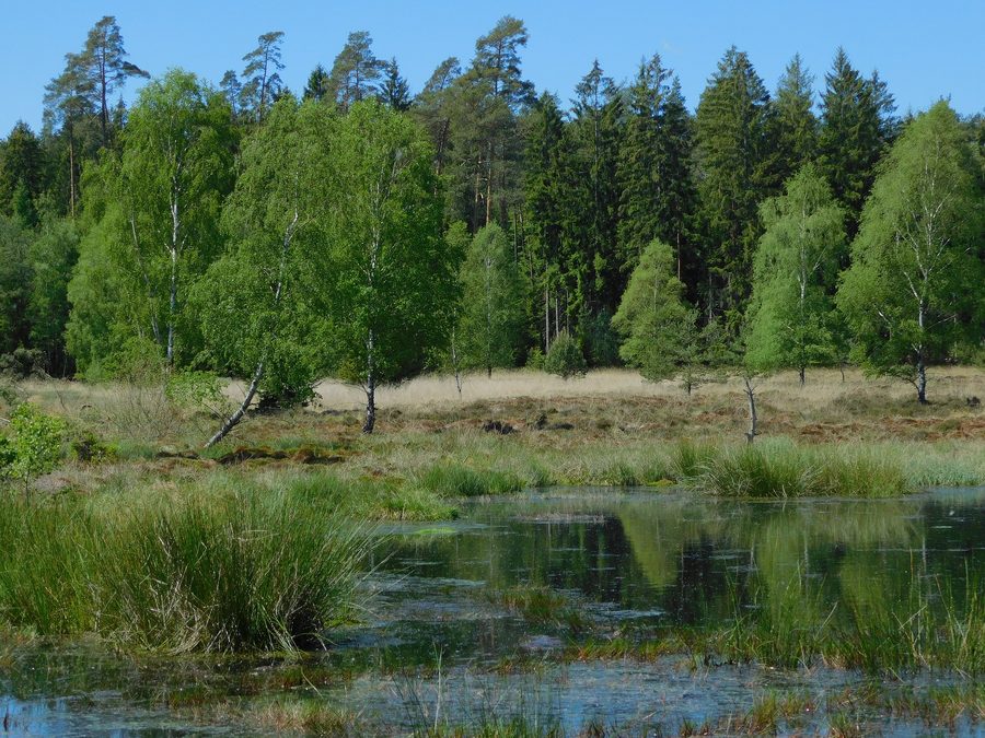 Moorlandschaft im Naturschutzgebiet Franzosenwiesen im Burgwald in Hessen
