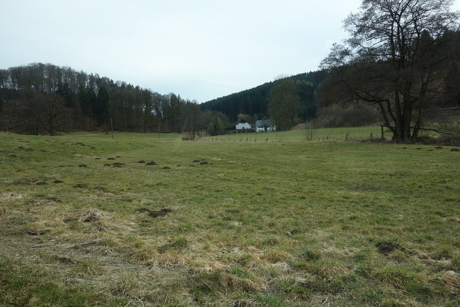 Landschaftsschutzgebiet am Esselbach zwischen Cobbenrode und Bremscheid