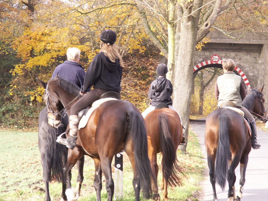 Reitgruppe auf einem herbstlichen Weg