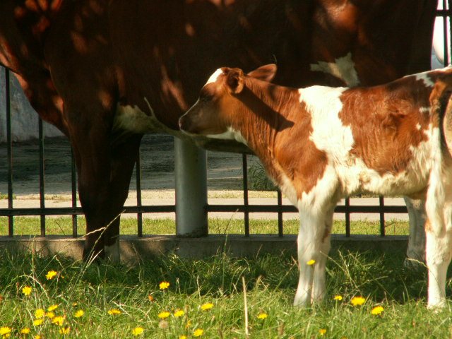 Kalb an einer Kuh am Weidezaun