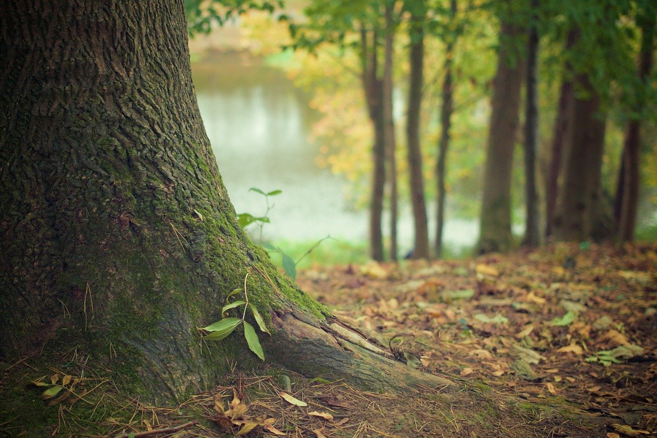 Wald im Arnsberger Wald