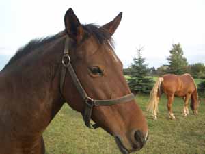 Pferd im Sauerland